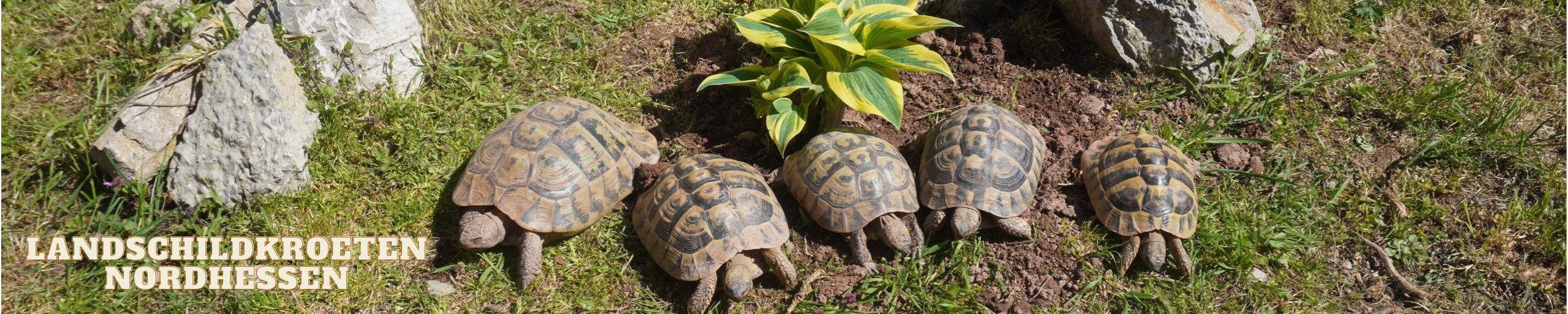 Landschildkroeten Nordhessen